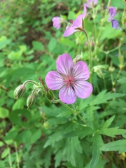 Geranium viscosissimum