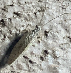 Micromus subanticus