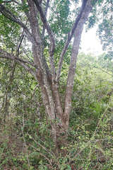 Platymiscium pinnatum