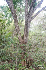 Platymiscium pinnatum