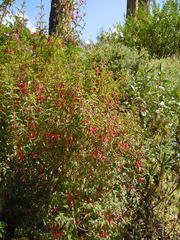 Fuchsia magellanica