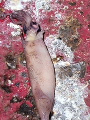 Doryteuthis opalescens