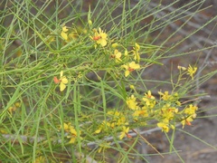 Parkinsonia aculeata