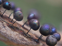 Lamproderma arcyrioides