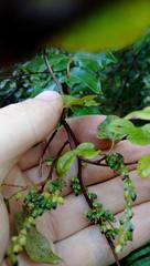 Muehlenbeckia complexa grandifolia