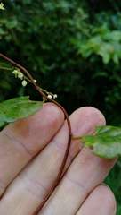 Muehlenbeckia complexa grandifolia