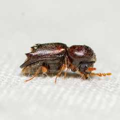 Xylobiops sextuberculatus