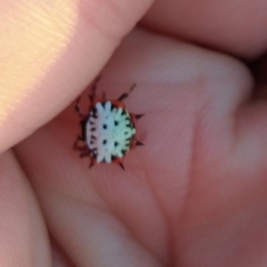 Isoxya mossamedensis