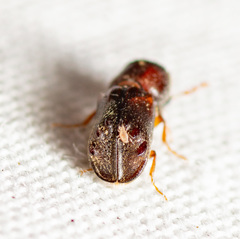 Xylobiops sextuberculatus