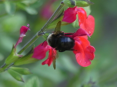 Xylocopa tabaniformis