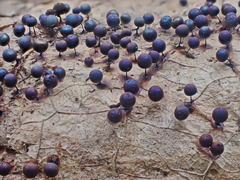 Lamproderma arcyrioides