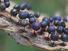 Lamproderma arcyrioides