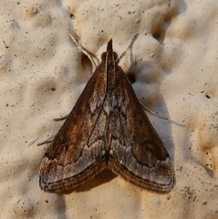 Pyrausta napaealis