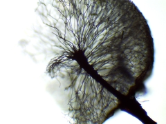 Lamproderma arcyrioides