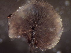 Lamproderma arcyrioides