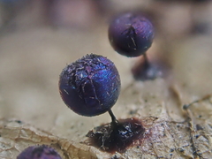 Lamproderma arcyrioides