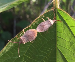 Homoeocerus dilatatus