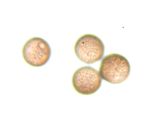 Lamproderma arcyrioides