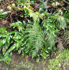 Asplenium appendiculatum appendiculatum