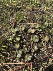 Sidalcea oregana calva