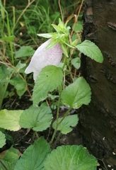 Campanula punctata punctata