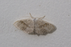 Somatina omicraria