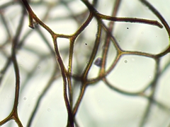 Lamproderma arcyrioides