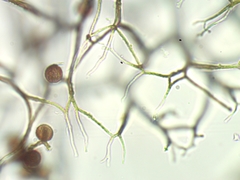 Lamproderma arcyrioides