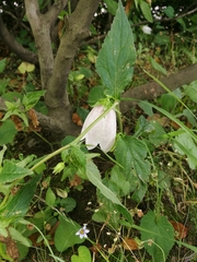 Campanula punctata punctata