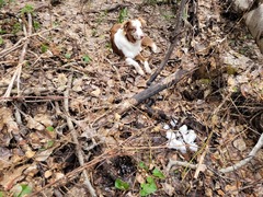 Lamproderma arcyrioides