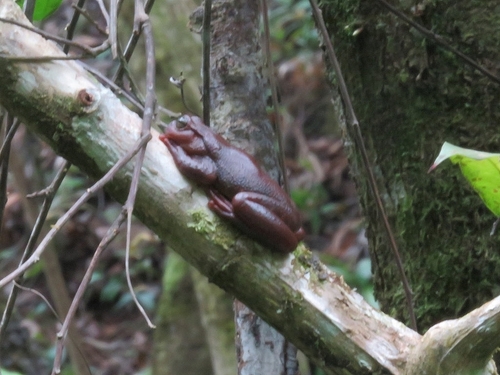 Montaña de Celaque Spikethumb Frog, Plectrohyla calvata