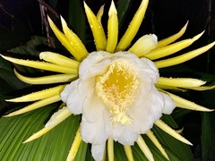 Selenicereus costaricensis