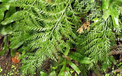 Asplenium appendiculatum appendiculatum