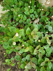 Persicaria capitata