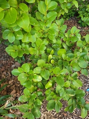 Griselinia littoralis