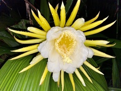 Selenicereus costaricensis