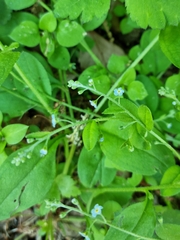 Trigonotis peduncularis