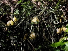 Selenicereus costaricensis