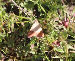 Pyrausta semirubralis