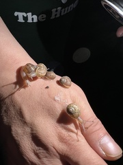 Cornu aspersum