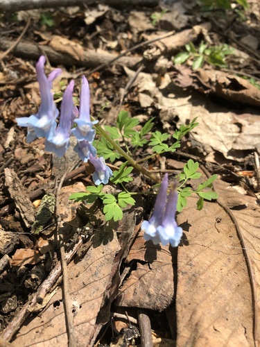 Corydalis fukuharae iNat (3)