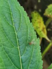 Chrysopilus asiliformis