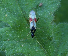 Tupiocoris californicus