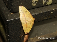 Heterolocha