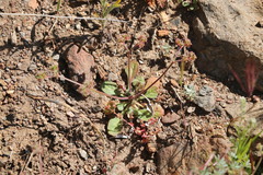 Eriogonum thurberi