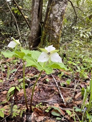 Trillium simile