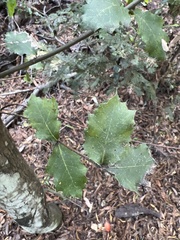 Quercus parvula