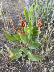 Rumex venosus