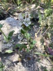 Phacelia grisea