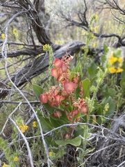 Rumex venosus